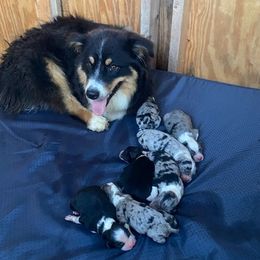 Australian Shepherds from Double C Aussies