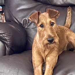 Aiden - Irish Terrier