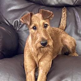 Aiden - Irish Terrier