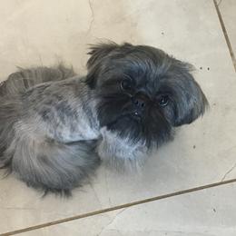 Melody - Shih Tzu