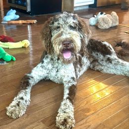 Gabby - Goldendoodle