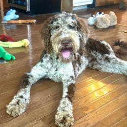 Gabby - Goldendoodle