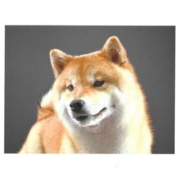 Shiba Inu and Yorkshire Terrier Puppies from Royal Kennels