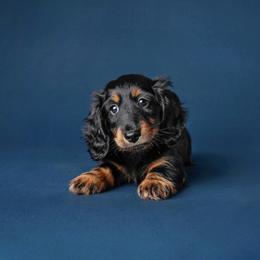 Oliver - Black and tan male Dachshund puppy in Danbury, New Hampshire from Maplewood Mountain Farm