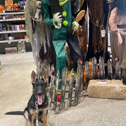 German Shepherd and Golden Retriever Puppies from Dream Dogs