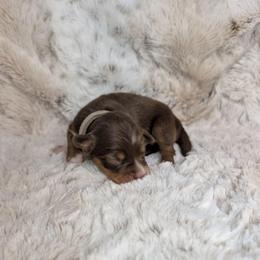Poseidon - Red tri male Miniature Australian Shepherd puppy in Bend, Oregon from Wonderland Aussies