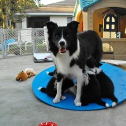 Border Collie Puppies from Top Notch Border Collies
