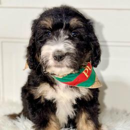 Barcelona - Tri-color female Bernedoodle puppy in Beecher, Illinois from Erica’s Doodles