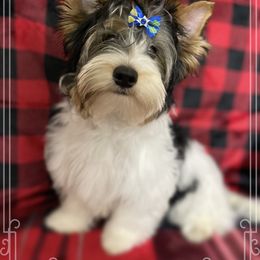 Biewer Terrier Puppies from Southern Star Biewers