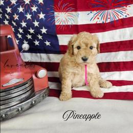 Pineapple - Apricot female Goldendoodle puppy in Mancelona, Michigan from Lavender poodles & doodles