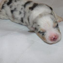 Boy 1 - Blue merle Australian Shepherd puppy in Archer, Florida from GatorHeaven Aussies
