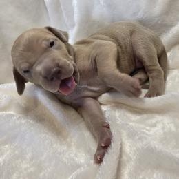 Stevie - Fawn male Great Dane puppy in Colorado Springs, Colorado from Pilot Danes