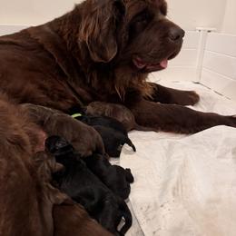 Girl 1 - Brown female Newfoundland puppy in Lonepine, Montana from Lonepine Newfoundlands