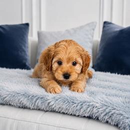Teddy - Red male Maltipoo puppy in St. George, Utah from Winchester Hills Poodles and Doodles
