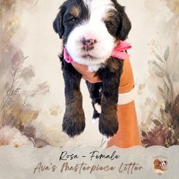 Rosa - Black and white female Bernedoodle puppy in Atlanta, Georgia from Teddy Puppies