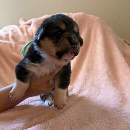 Baby girl mint - Black and tan female Pembroke Welsh Corgi puppy in Saint Johns, Florida from Colebrooke Farm
