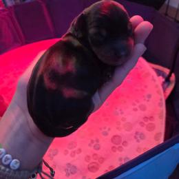 Boy 1 - Black and tan male Dachshund puppy in Atwater, California from Daisy Doxies