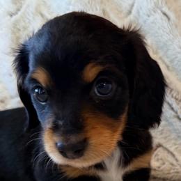 Black and tan white chest - Black and tan male Dachshund puppy in Pacific, Washington from Han&Jan Doxie’s