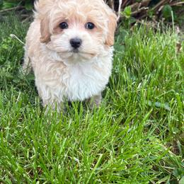 Cheyenne - Cream female Maltipoo puppy in Feasterville Trevose, Pennsylvania from HMH’s Maltipoos & Cavaliers