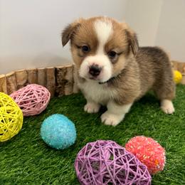 Gizmo - Sable male Pembroke Welsh Corgi puppy in Millsap, Texas from Punchy Pembroke Ranch