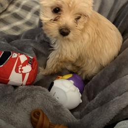 Honey - Tan and white female Yorkshire Terrier puppy in Yukon, Oklahoma from Sweet Pea's Yorkies