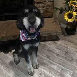 Jolene - Goldendoodle