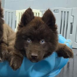 Mocha - Brown and white female Siberian Husky puppy in East Tawas, Michigan from BurnsBerg's Woolies