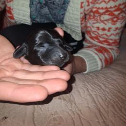 Cici - Black female Dachshund puppy in Paducah, Kentucky from Donette's Doxies
