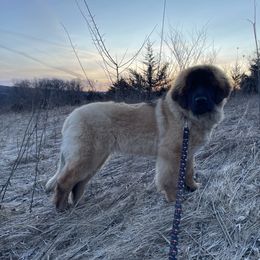 Leonberger Puppies from Lionsview Chalet