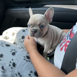 Lili - Fawn female French Bulldog puppy in Grand Prairie, Texas from Avelar’s Top Shelf Frenchies