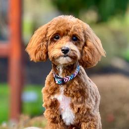 Hardy - Cavapoo