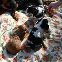 Cavalier King Charles Spaniel Puppies from Critter's Cottage Cavaliers