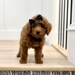 Goldendoodle Puppies from Karmadoodlee