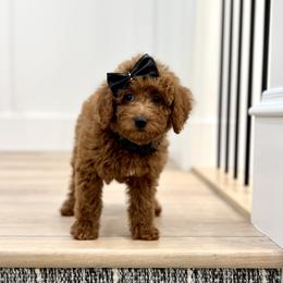 Goldendoodle Puppies from Karmadoodlee