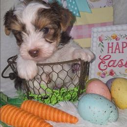 Green collar - Parti male Yorkshire Terrier puppy in Mcconnellsburg, Pennsylvania from Buffy's Little Blessings