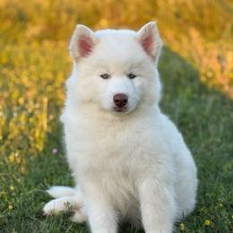 Cupid - White male Siberian Husky puppy in Perkins, Oklahoma from A-Dream Pomsky Kennel