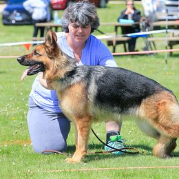 Gabby - German Shepherd