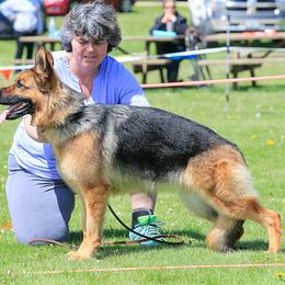 Gabby - German Shepherd