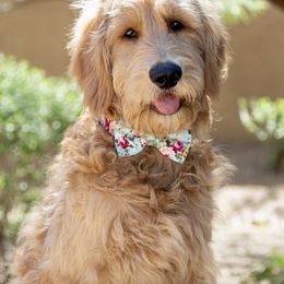 Bernedoodle, Goldendoodle, and Aussiedoodle All Grown Up from Arizona Goldendoodles