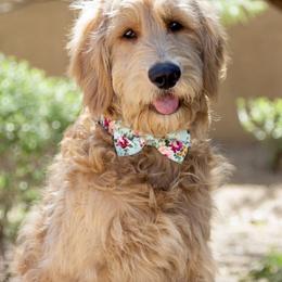 Bernedoodle, Goldendoodle, and Aussiedoodle All Grown Up from Arizona Goldendoodles