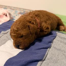 Jules - Red  female Goldendoodle puppy in Winter Springs, Florida from Lucky Heart TeddyBear Goldendoodles