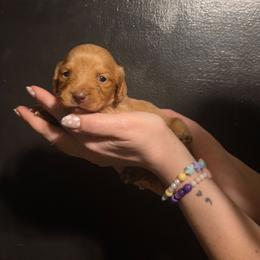 Cream Boy 2 - Cream male Dachshund puppy in Marietta, Ohio from Harlee's Dachshunds