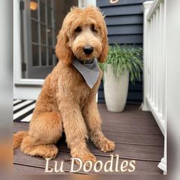 Goldendoodle Puppies from Lu Doodles