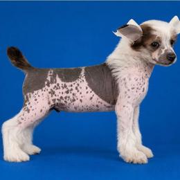 Garett - Blue male Chinese Crested puppy in New Haven, West Virginia from EverCrest