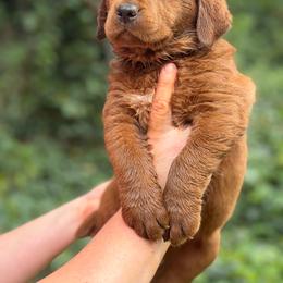 Donatello - Yellow male Labrador Retriever puppy in Canton, Georgia from Dukes Retirevers