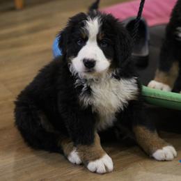 Johnny - Black rust and white male Bernese Mountain Dog puppy in Walnut Creek, Ohio from Emerald Acres Bernese