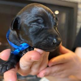 Blue ribbon boy - Black male Italian Greyhound puppy in Duvall, Washington from Hunter_Moon Hounds