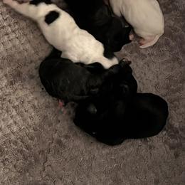 Maltipoo Puppies from Rashad Kirksey