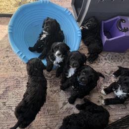 Salmon - Black and white male Portuguese Water Dog puppy in Lebanon, Indiana from Aarbelle’s Portuguese water dogs