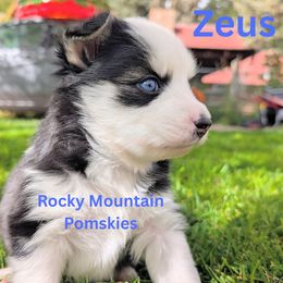 Zeus - Black and white male Pomsky puppy in Kittredge, Colorado from Rocky Mountain Pomskies